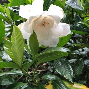 Meet your Posher, Janet